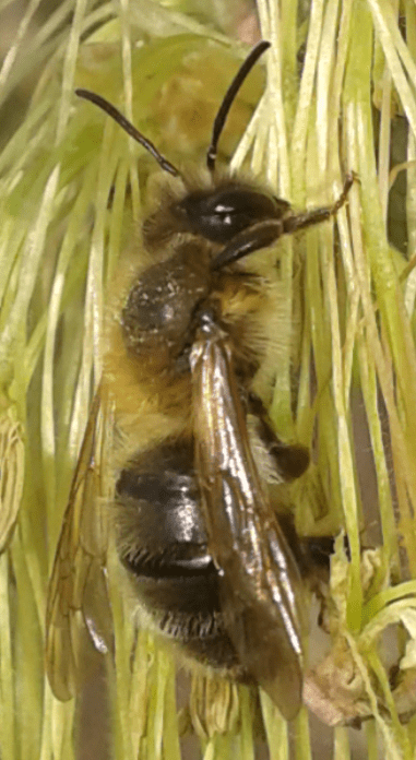 Apidae : Andrena sp.?